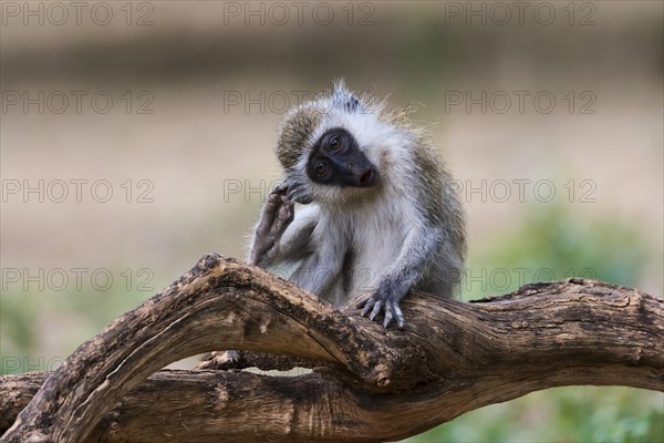 Vervet monkey (Chlorocebus)