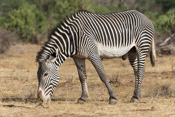 Grevy's zebra (Equus grevyi)