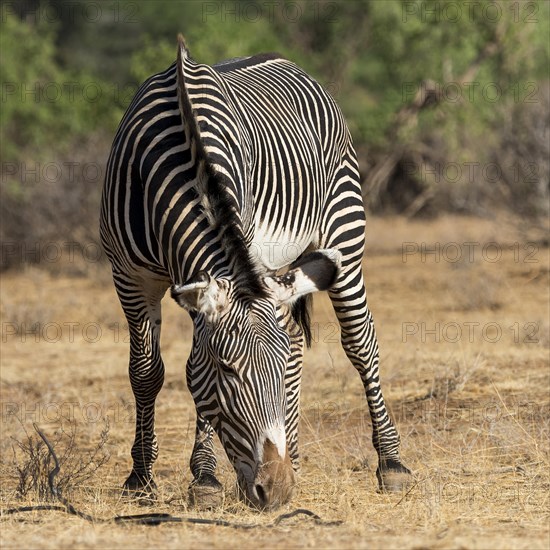 Grevy's zebra or imperial zebra (Equus grevyi) grazing