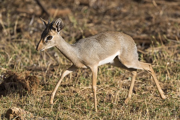 Dik-dik (Madoqua)