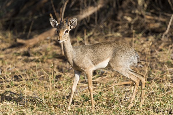 Dik-dik (Madoqua sp.)