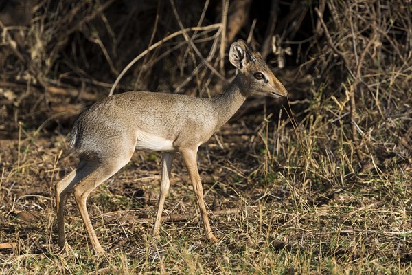 Dik-dik (Madoqua sp.)