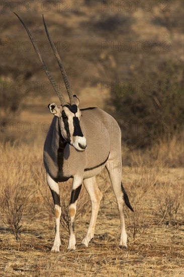 East African oryx or beisa (Oryx beisa)