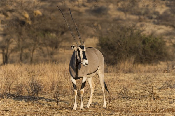 East African oryx or beisa (Oryx beisa)