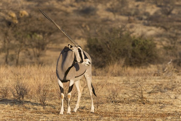 East African oryx or beisa (Oryx beisa)