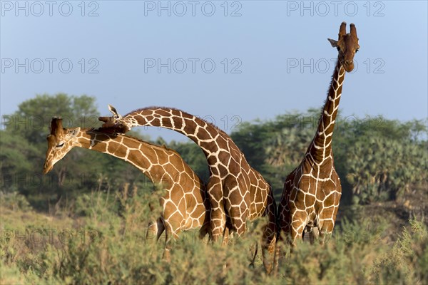 Three Somali giraffes or reticulated giraffes (Giraffa reticulata camelopardalis)