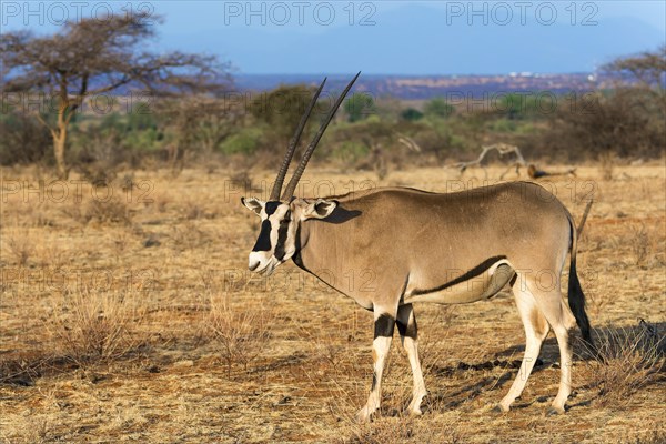 East African oryx or beisa (Oryx beisa)