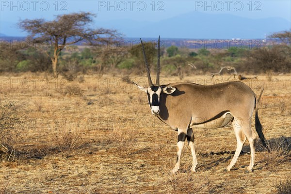 East African oryx or beisa (Oryx beisa)