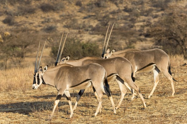 Several East African oryx or beisa (Oryx beisa) in succession