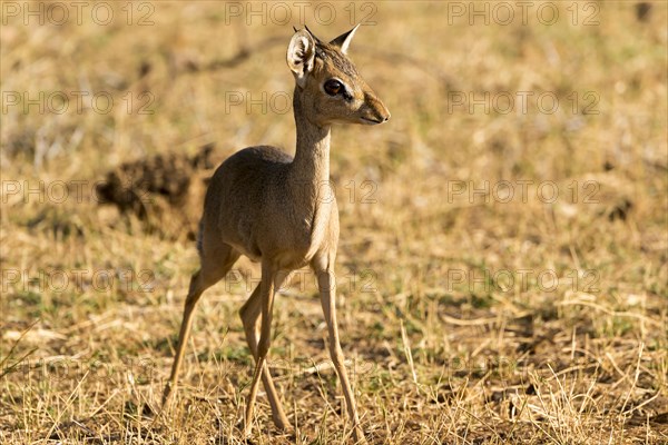 Gunther's dik-dik (Madoqua guentheri)