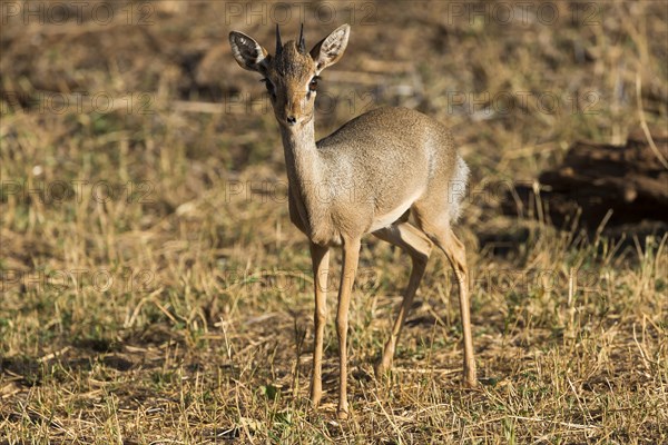 Gunther's dik-dik (Madoqua guentheri)