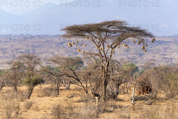 Umbrella thorn acacia (Vachellia tortilis) with weaver (Ploceidae) bird nests