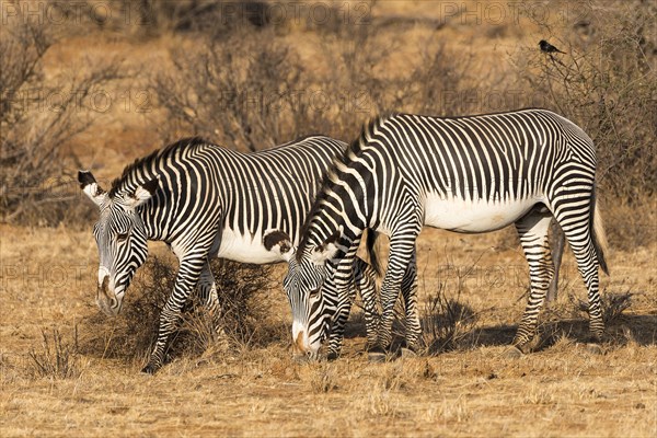 Grevy's zebras (Equus grevyi)