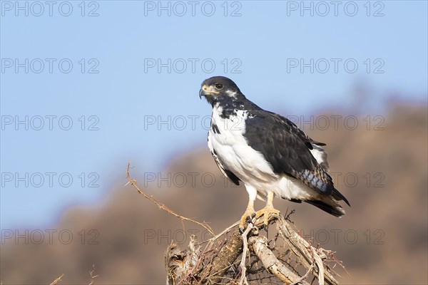 Augur buzzard (Buteo augur)