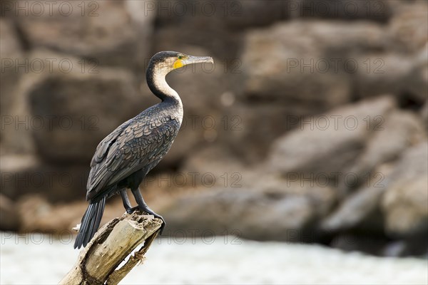 White-breasted cormorant (Phalacrocorax lucidus)