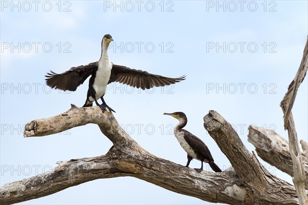 White-breasted cormorants (Phalacrocorax lucidus) on dry tree