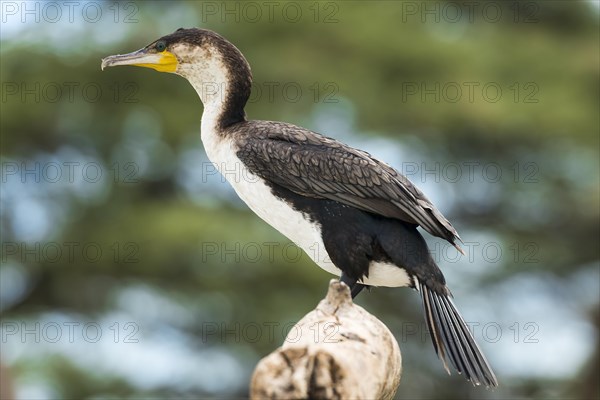 White-breasted cormorant (Phalacrocorax lucidus)