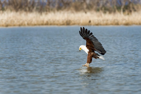 African fish eagle (Haliaeetus vocifer) catching prey in water