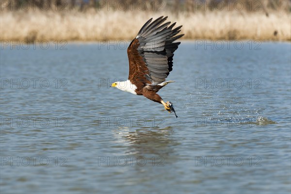 African fish eagle (Haliaeetus vocifer) with prey