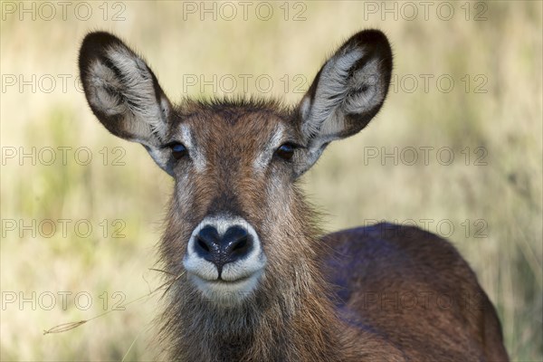 Defassa waterbuck (Kobus ellipsiprymnus defassa)