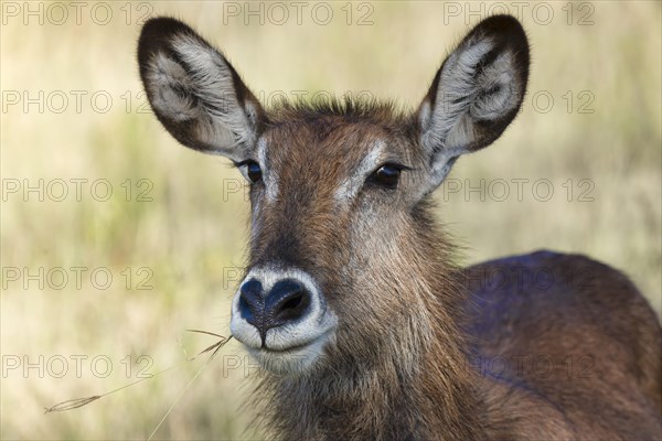 Defassa waterbuck (Kobus ellipsiprymnus defassa)