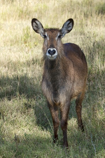 Defassa waterbuck (Kobus ellipsiprymnus defassa)