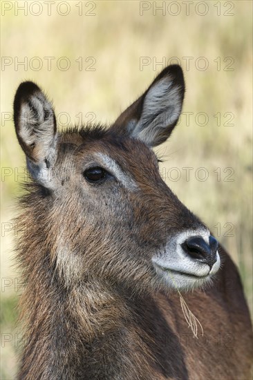 Defassa waterbuck (Kobus ellipsiprymnus defassa)