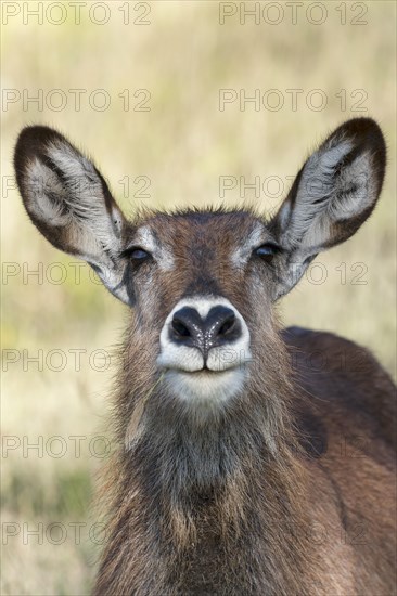 Defassa waterbuck (Kobus ellipsiprymnus defassa)