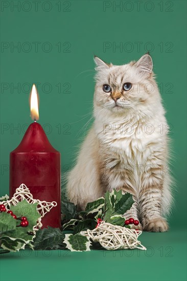 British Shorthair cat gazing at a burning candle