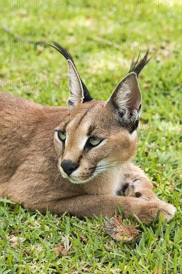 Caracal (Caracal caracal)