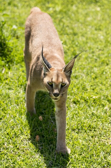 Caracal (Caracal caracal)