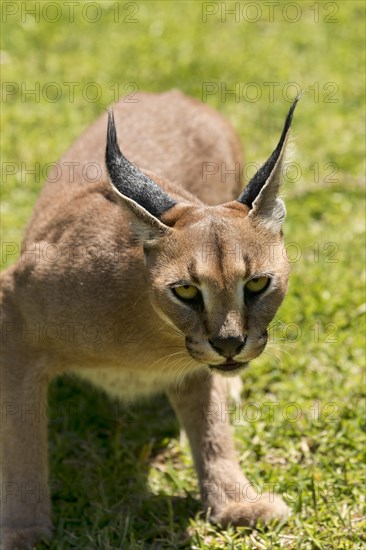 Caracal (Caracal caracal) looking aggressive