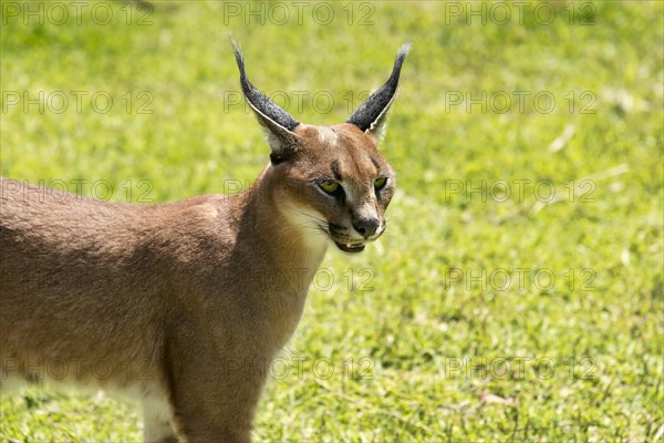 Caracal (Caracal caracal)