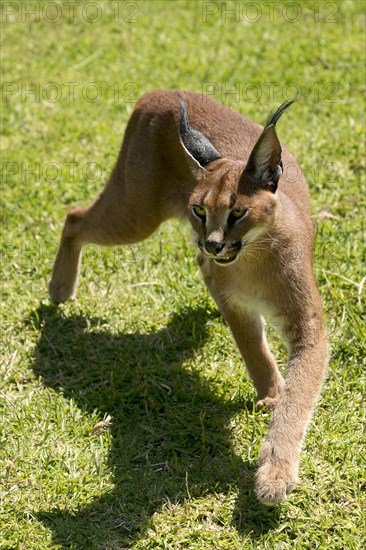 Caracal (Caracal caracal)