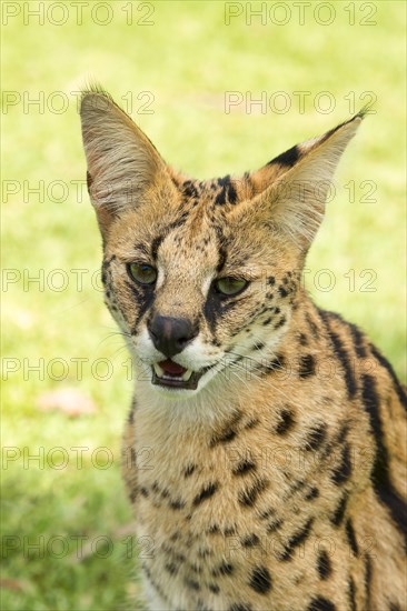 Serval (Leptailurus serval)