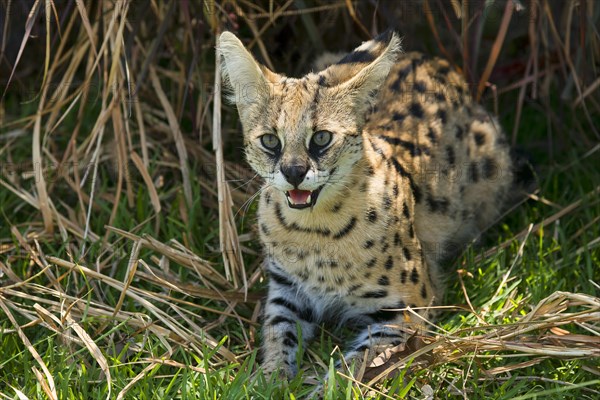 Serval (Leptailurus serval) hissing