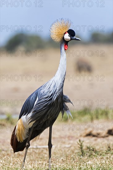 Black crowned crane (Balearica pavonina)