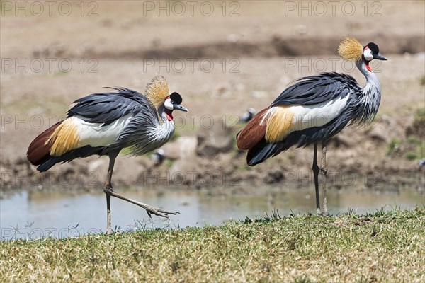 Black crowned cranes (Balearica pavonina)