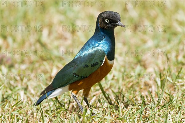 Superb starling (Lamprotornis superbus)