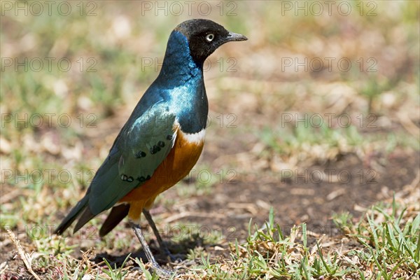 Superb starling (Lamprotornis superbus)