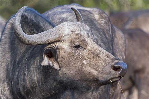 Cape buffalo (Syncerus caffer)