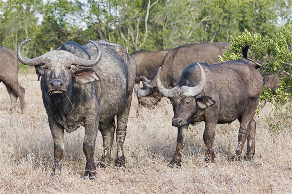 Cape buffalos (Syncerus caffer)