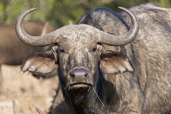 Cape buffalo (Syncerus caffer)