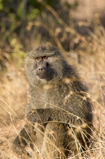 Olive Baboon (Papio anubis)