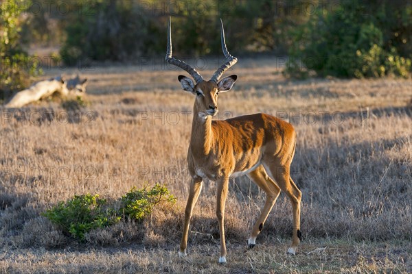 Impala (Aepyceros melampus)