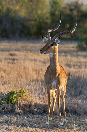 Impala (Aepyceros melampus)