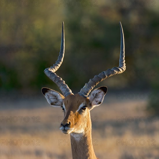 Impala (Aepyceros melampus)