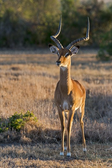 Impala (Aepyceros melampus)