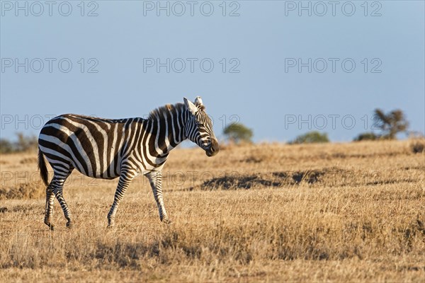 Plains Zebra (Equus quagga)