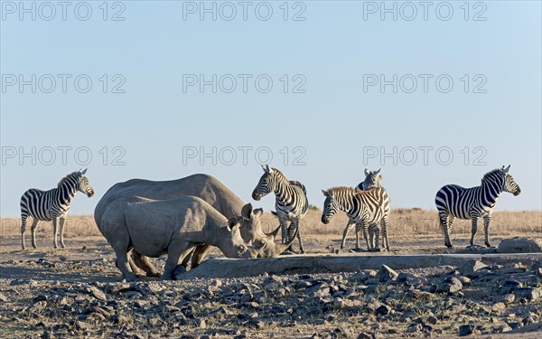 Black rhino (Diceros bicornis) drinking at artificial waterhole